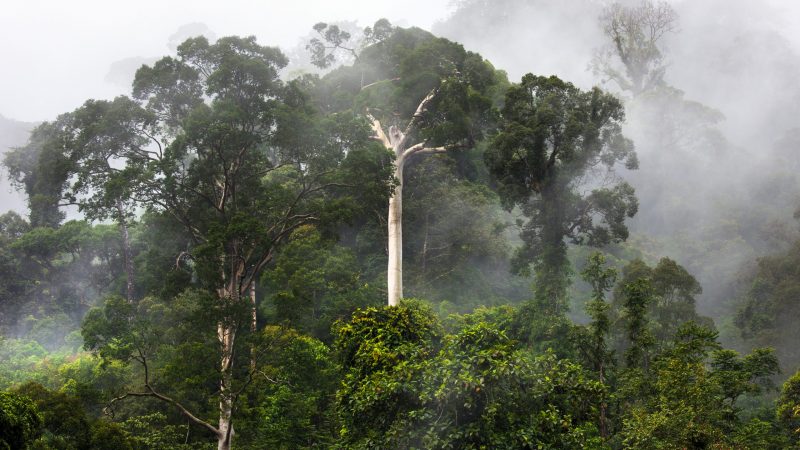 Dschungel 5 Dschungel 5