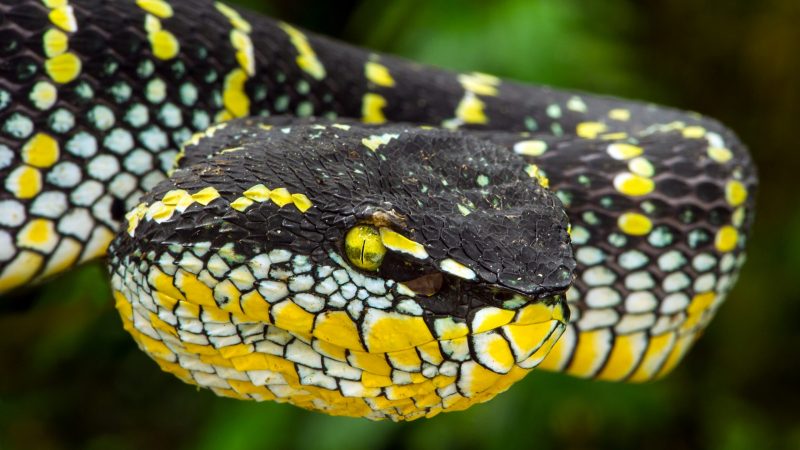 Dschungel 6 Dschungel 6