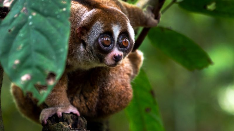 Dschungel 9 Dschungel 9